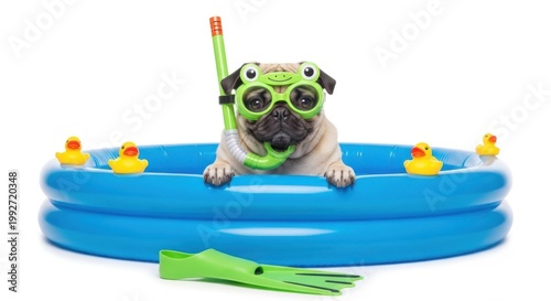 A cute pug dog wearing frogshaped swimming goggles and a snorkel, sitting in a blue inflatable pool with rubber ducks and a flipper, isolated on white background