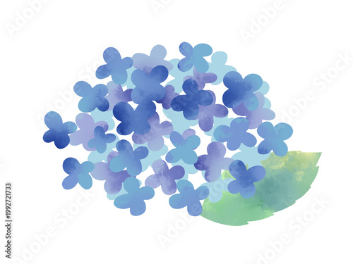 アジサイのイラスト