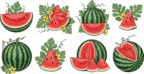 Collection of watermelon vector illustrations with slices leaves and flowers fresh summer fruit decorative botanical set