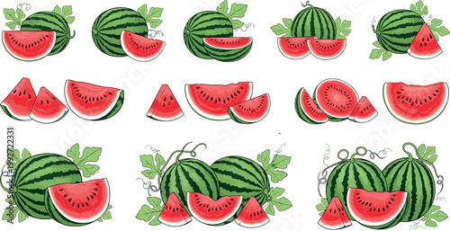 Set of watermelon vector illustrations whole fruits and sliced pieces fresh summer juicy food collection