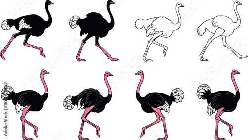 Collection of ostrich vector illustrations in silhouette and outline styles running walking and standing bird poses set