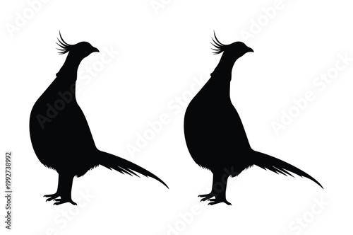 Pheasant bird silhouette vector set, black game bird standing profile icons, wild pheasant hunting symbols on white background