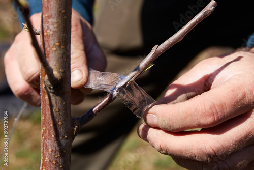  A gardener ties the graft site with tape. The branches of the scion and rootstock of a fruit tree.