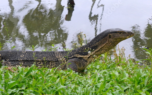 バンコク・ルンピニー公園　ミズオオトカゲ