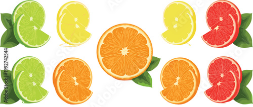 Citrus Fruit Slices Collection with Lemon Lime Orange and Grapefruit Fresh Juicy Food Vector Illustration Set