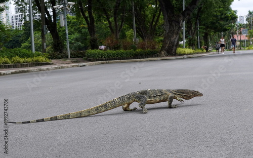 バンコク・ルンピニー公園　ミズオオトカゲ