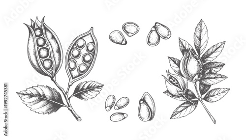 Botanical of open seed pods and scattered seeds plant leaf