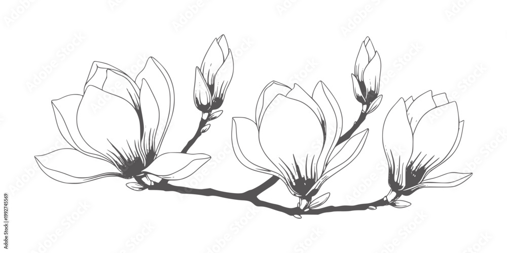 Obraz premium Delicate line of magnolia flowers and buds a branch botanical