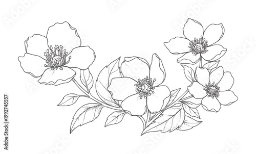 Delicate line of five blooming dogwood flowers with leaves blossom botanical