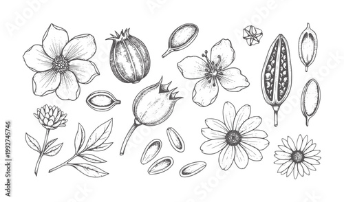 Hand drawn botanical with flowers seeds and seed pods vintage
