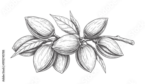 Hand drawn cocoa pods branch with leaves leaf food