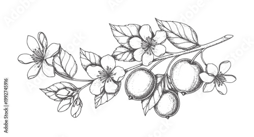 Hand drawn of cherry blossoms and ripe fruit a branch vintage