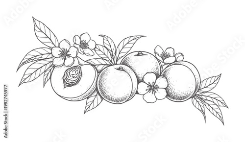 Hand drawn of ripe peaches with leaves and blossoms fruit flower leaf