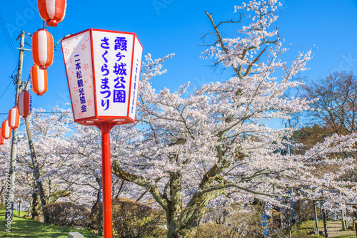 Sakura cherry blossoms in full bloom, Kasumiga-jo Castle Park, one of Japan's Top 100 Cherry Blossom Spots