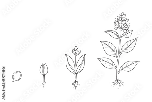 Plant growth stages from seed to flowering plant sprout seedling