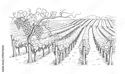 Ripe grape clusters hang from vines in a sprawling vineyard landscape grapes agriculture