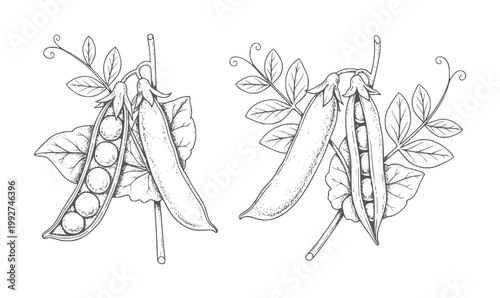 Two black and white line of pea pods stems with leaves peas green vegetable