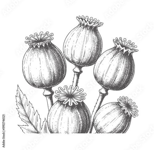 Vintage of five dried poppy seed pods with a single leaf botanical