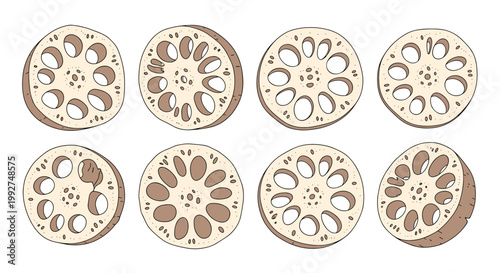 Detailed illustrations of sliced lotus root from various angles showcasing the unique porous structure used in Asian culinary arts.