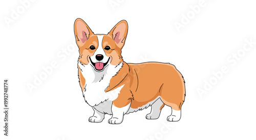 Full body illustration of a happy Pembroke Welsh Corgi dog standing and looking forward with a friendly and alert expression.