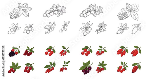 Detailed botanical illustration set of various wild berries including blackberries, raspberries, and barberries in line art and colored styles.