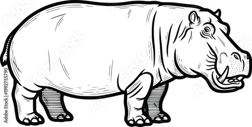 Hand Drawn Hippopotamus Vector Illustration Vintage Engraving Detailed Line Art