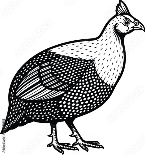 Hand Drawn Guinea Fowl Vector Illustration Clean Vintage Engraving Style