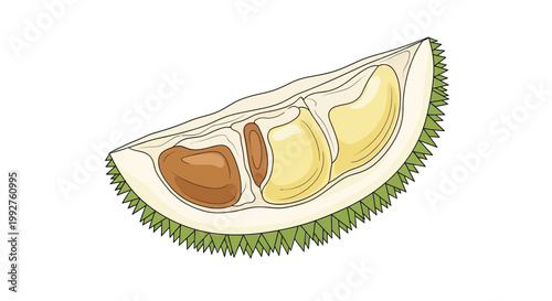 Fresh Durian Fruit Slice with Creamy Yellow Flesh and Spiky Green Rind.