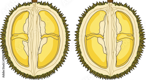Two Halved Durian Fruits Revealing Yellow Flesh and Seeds.