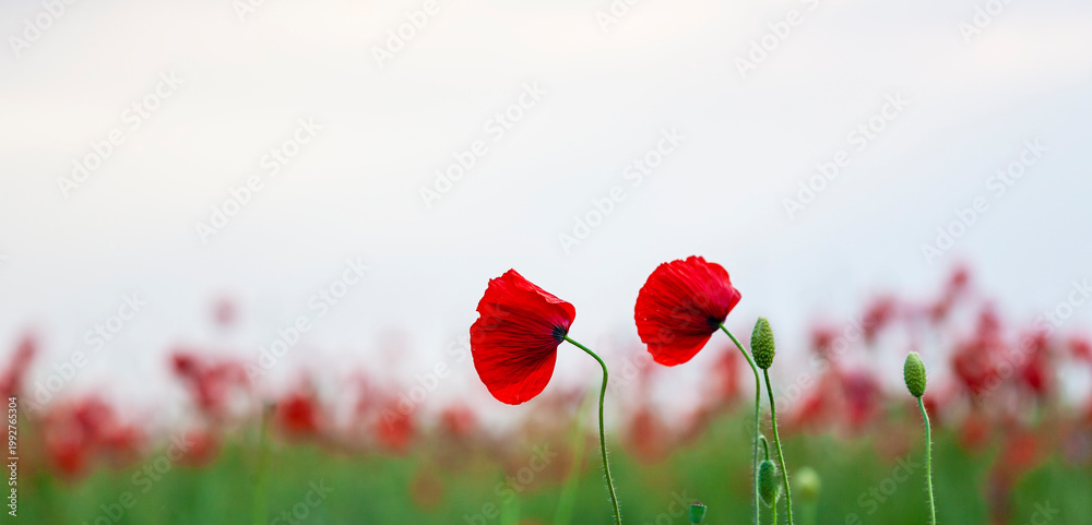 Naklejka premium Floral background with red and pink wild poppies, Papaver somniferum, in early summer