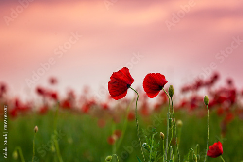 Tableau sur toile Floral background with red and pink wild poppies, Papaver somniferum, in early s