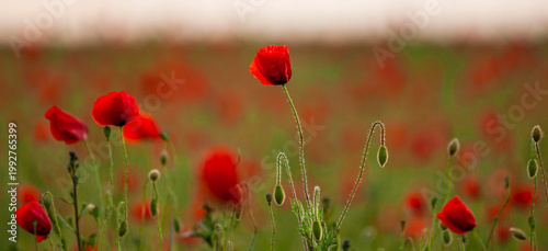 Floral background with red and pink wild poppies, Papaver somniferum, in early summer