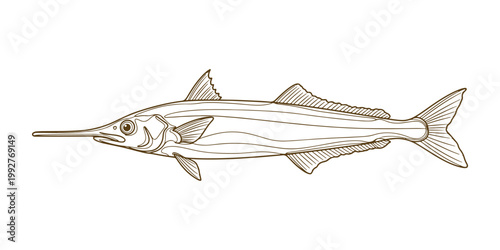 Scientific-style hand-drawn vector depiction of a Southern Ocean icefish species.