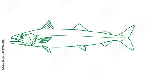 Minimal hand-drawn illustration of a Mackerel icefish, a fish species from Antarctic waters.