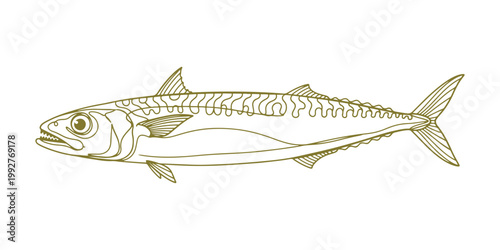 Hand-drawn marine illustration of a Mackerel icefish featuring clean vector lines.