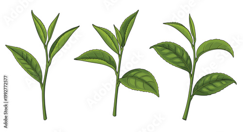 Set of three detailed green tea leaf sprigs showing different stages of growth and structure in a vintage botanical illustration style.