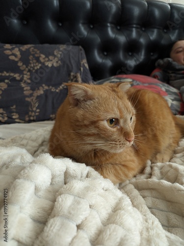 Ginger tabby cat with folded ears resting comfortably on a soft beige blanket in bed