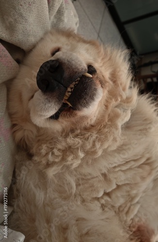 Fluffy golden dog sleeping soundly with a funny expression on its face while resting comfortably indoors