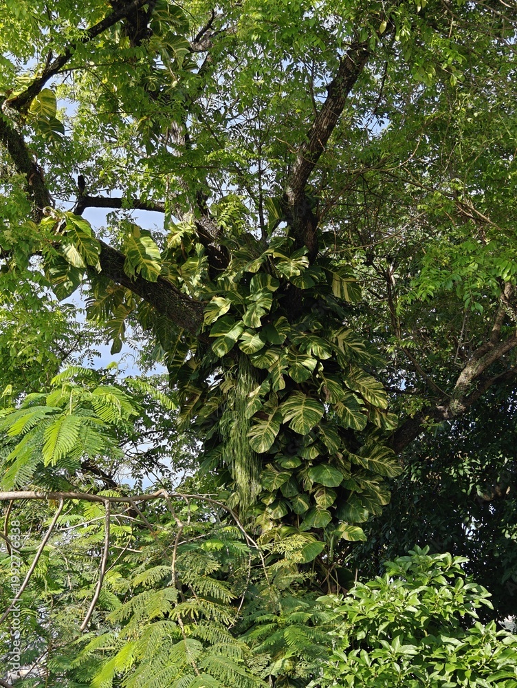 Fototapeta premium Variegated pothos leaves climb upwards on the bark of a tall tropical tree in the forest