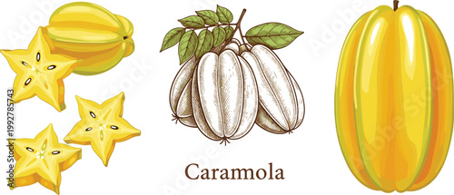 Carambola star fruit vector illustration set with whole fruit slices and vintage botanical sketch, tropical exotic food isolated on white background