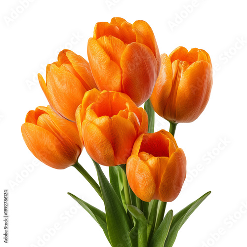 A bouquet of vibrant orange tulips stands alone isolated on transparent background