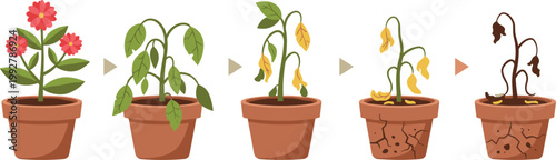 Plant life cycle stages vector illustration, healthy flowering plant to withering and dead stages in pots, growth and decay sequence isolated on white