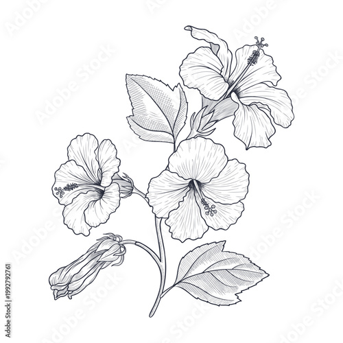 vector drawing hibiscus flower isolated at white background, hand drawn illustration, floral element