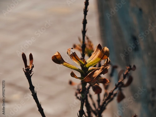 фотографія A dried plant stem with withered brown leaves creates a melancholic impression under the soft sunlight