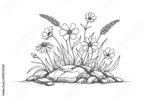 Black and white of wildflowers growing amongst rocks nature botanical plant