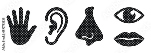 五感のアイコンセット、触覚、聴覚、嗅覚、視覚、味覚を表すシンプルな黒いベクターイラスト。感覚器官のシンボルコレクション、教育や医療関連のデザインに最適。