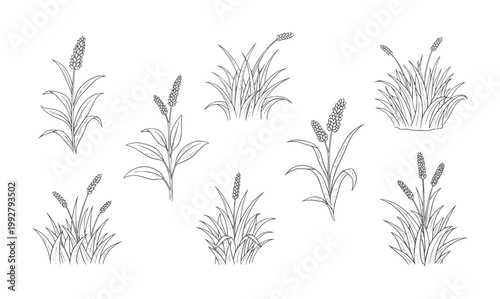 Collection of hand drawn wheat stalks and grass clusters grain plant