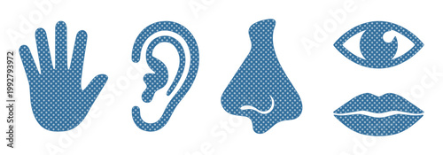 五感のアイコンセット、触覚、聴覚、嗅覚、視覚、味覚を表現した青いピクトグラム。感覚器官のシンプルなベクターイラストレーション。