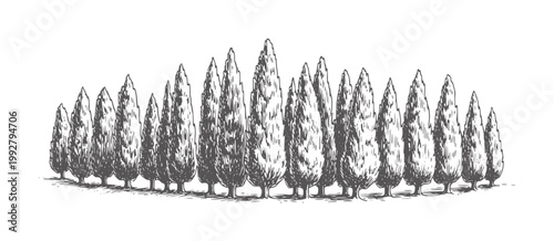 Monochrome of tall slender cypress trees in a dense row black
