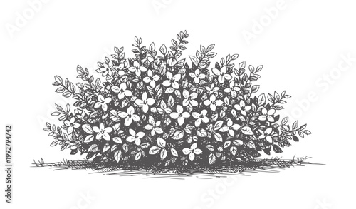 Of a flowering bush with leaves and grass nature